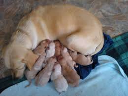 labra1